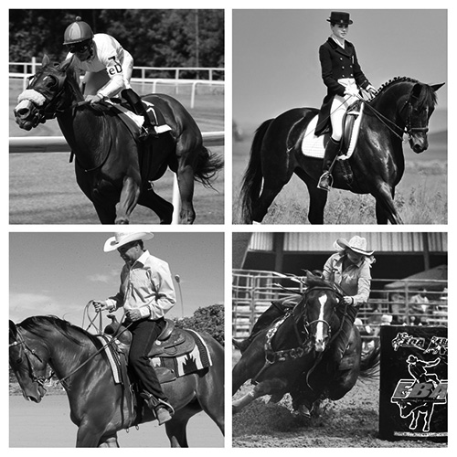 Auctions for Quality Horses of All Disciplines
